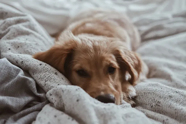 How to Get Dog Urine Smells & Stains Out of Blankets: 5 Effective Ways