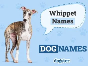 200+ Popular & Unique Whippet Names