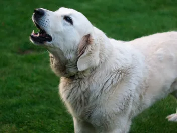 Why Is My Dog Honking Like a Goose? 7 Vet-Verified Reasons