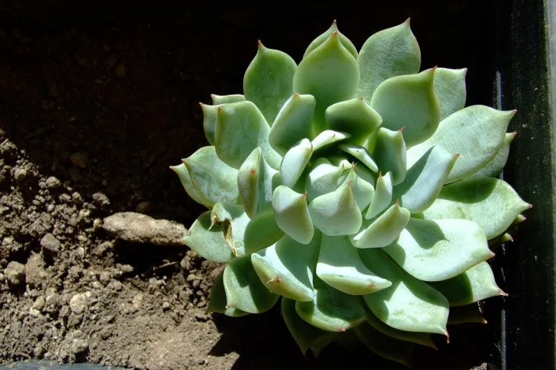 Hens and Chicks (Echeveria elegans) Plant
