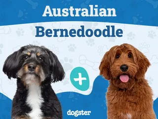 Australian Bernedoodle Dog Breed: Info, Pictures, Facts & Characteristics