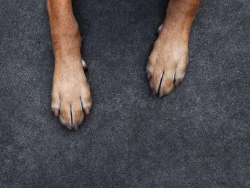 Can Dogs Be Left or Right Pawed? Vet-Approved Facts & Explanation