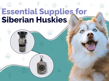 23 Essential Siberian Husky Supplies to Get You Started: 2026 Update