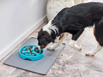10 Best Slow Feeder Dog Bowls in 2026 - Reviews & Top Picks