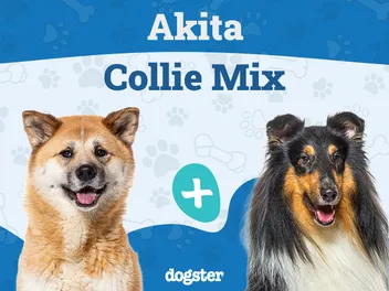 Akita Collie Mixed Dog Breed: Info, Pictures, Care & More