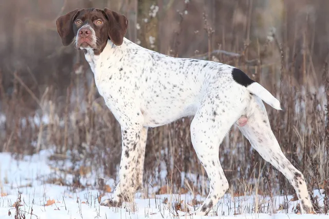 Braque Francais Dog Breed: Info, Pictures, Care & More