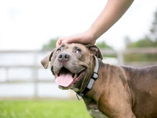 Can Dogs Judge Character? What the Science Says