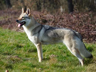 7 Dogs That Look Like Coyotes: Info, Pictures & History