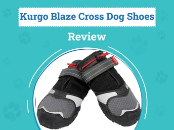 Kurgo Blaze Cross Dog Shoes Review 2026: Pros, Cons & Verdict