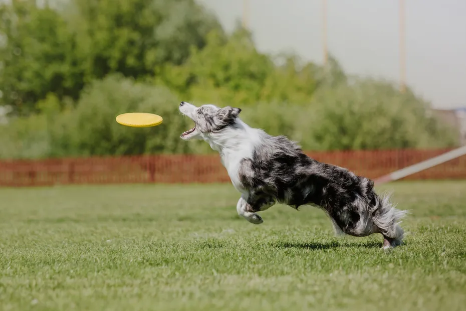 border collie catching a frisbee