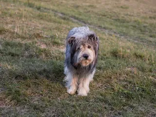 Carpathian Sheepdog Dog Breed: Info, Pictures, Care & More