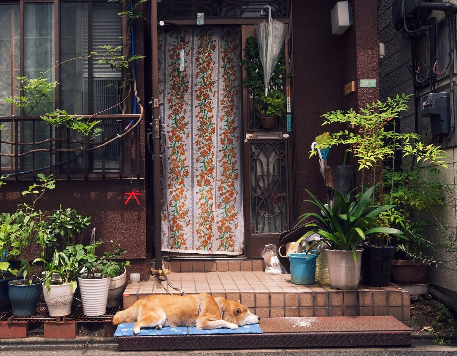 a dog laying on a mat in front of a house