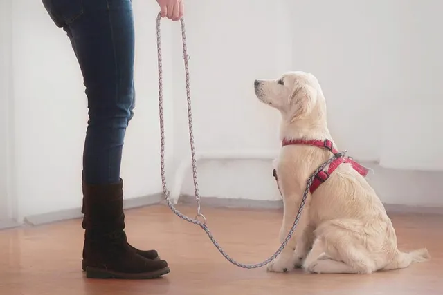 Are Golden Retrievers Smart? Breed Intelligence Revealed