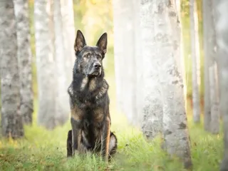 Sarabi Dog: Info, Pictures, Temperament & More