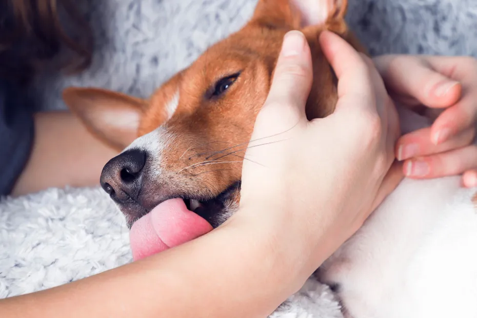 dog licking the forearm of its owner