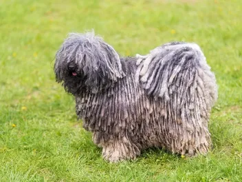 9 Hungarian Dog Breeds That Originated in Hungary (With Info & Pictures)