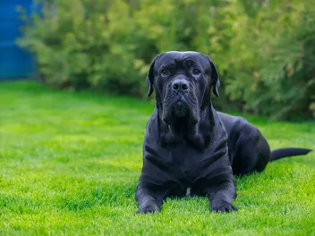 Blue Blood Cane Corso Dog Breed: Info, Pictures, Care & Facts