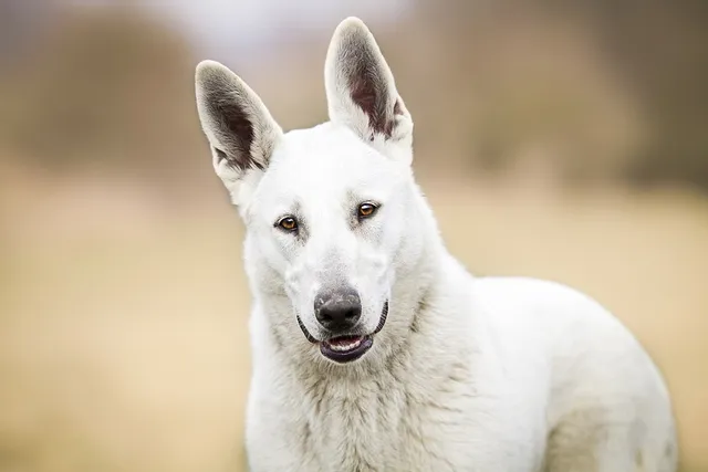 American White Shepherd Dog Breed: Info, Pictures, Care Guide & Traits