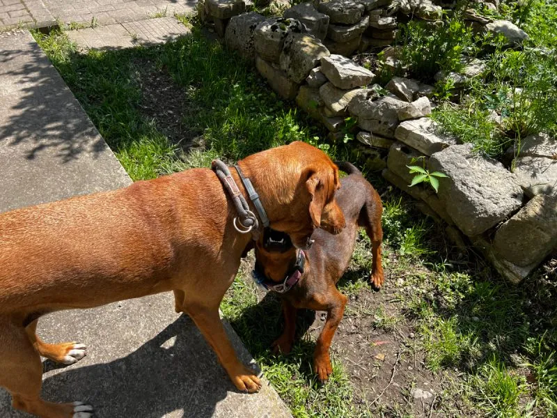 Hela and Lajka playing outdoor
