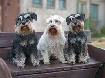 10 Beautiful Miniature Schnauzer Colors (With Info & Pictures)