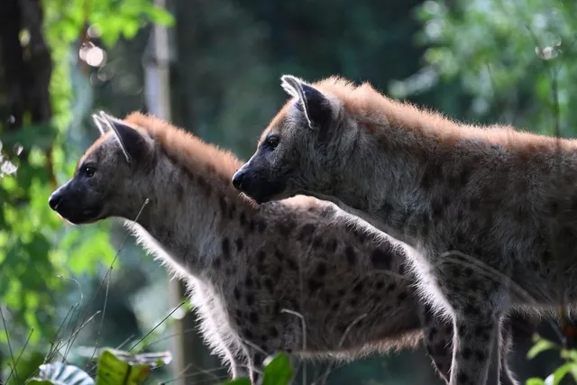 Are Hyenas Dogs? Our Vet Explains