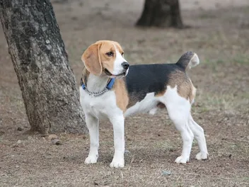 24 Incredible Vet-Verified Facts About Beagles