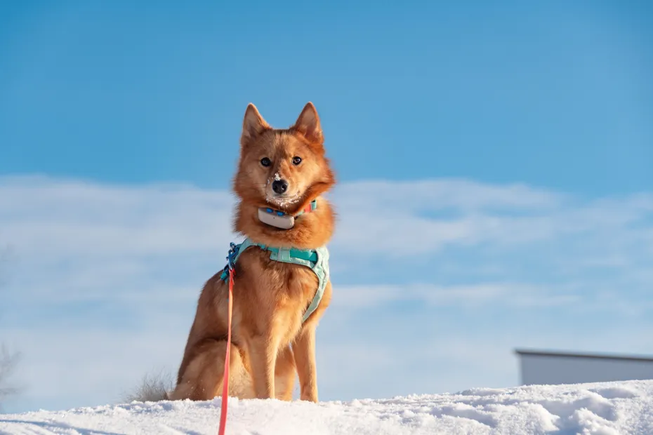 Finnish spitz dog (Finkie) sitting in the snow wearing leash