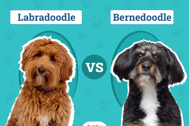 Labradoodle vs. Bernedoodle: The Key Differences (With Info & Pictures)