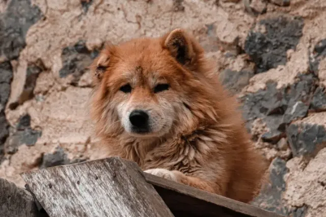 Vietnamese Hmong Dog Breed: Info, Pictures, Care & More