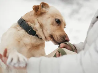 What Is a Diabetes Alert Dog & How to Get One? Vet-Verified Facts & FAQ