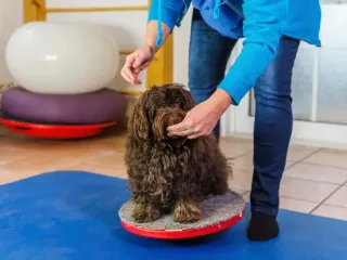 How to Train a Havanese: 14 Great Tips
