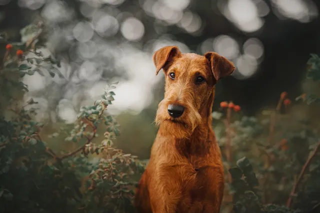 10 Interesting Irish Terrier Facts (Vet-Verified)