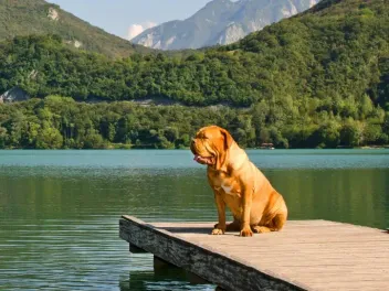 How Well Can a Mastiff Swim? Vet-Reviewed Facts & Water Safety Tips
