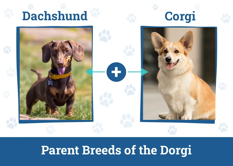 Parent Breeds of the Dorgi