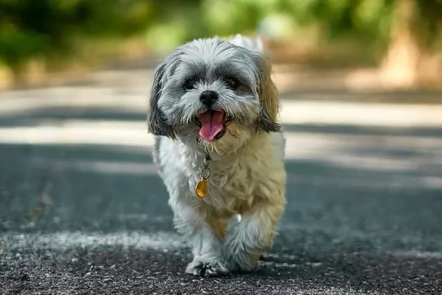 10 Dog Breeds with Beards & Mustaches: Pictures, Facts, and History