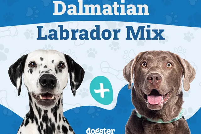 Dalmador (Dalmatian & Lab Mix): Info, Pictures, Care & More
