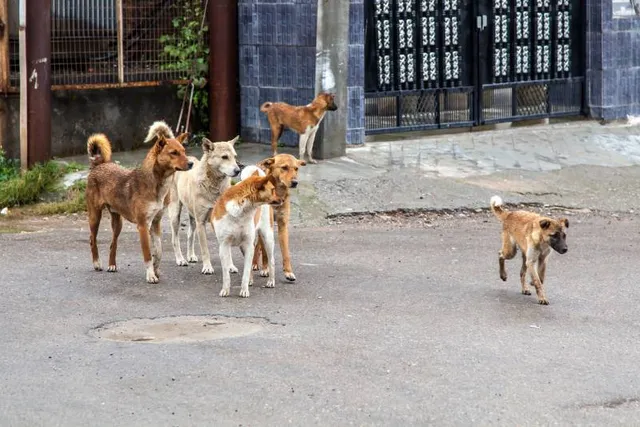 Can a Food That Sterilizes Dogs Solve the World's Stray Problem?