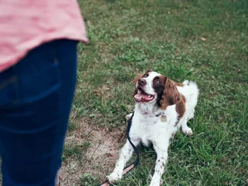 How Long Will It Take to Train a Dog? Vet-Reviewed Facts & Tips