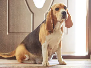 Why Does My Dog Want to Go Outside Every 5 Minutes? 4 Vet-Verified Reasons