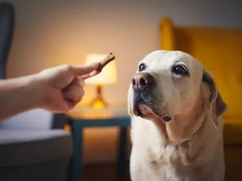 National Dog Biscuit Day 2026: What It Is & Ways to Celebrate