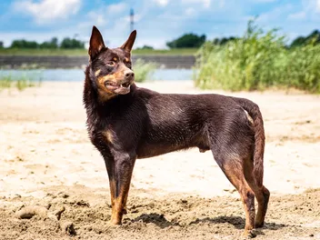 24 Herding Dog Breeds: Info, Pictures, History & Traits