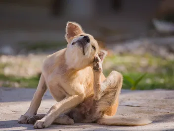 Can Dogs Get Bug Bites? Vet-Verified Identification & Care