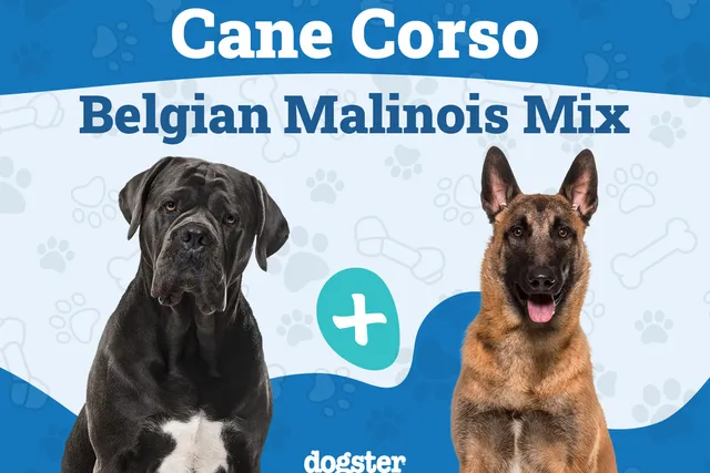 Does a Cane Corso Belgian Malinois Exist? History & Temperament