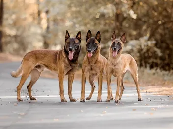 14 Amazing Belgian Malinois Facts (With Pictures)