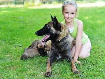 Are Belgian Malinois Good With Kids? Temperament and Behavior