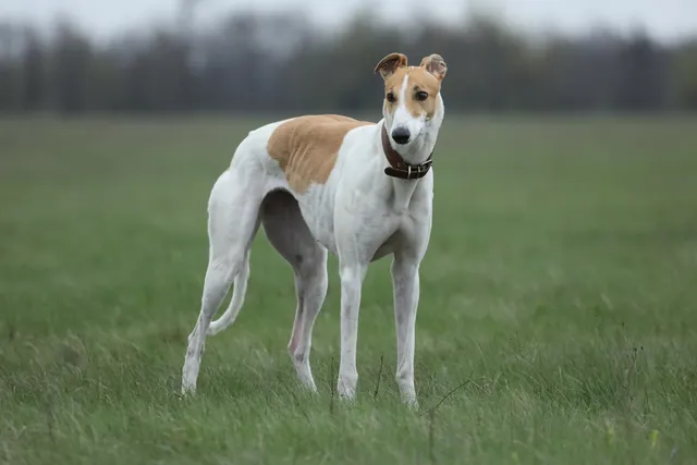 Greyhound Dog: Breed Info, Pictures, Traits & Care