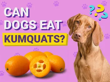 Can Dogs Eat Kumquats? Vet-Reviewed Facts & FAQ