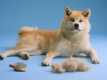 Do Dogs Shed More When in Heat? Vet-Approved Possible Reasons & Tips