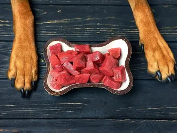 Meat Tenderizer for Dogs: Is It Healthy? Vet Approved Facts & FAQ