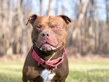 How Long Do Pitbulls Live? Vet-Verified Lifespan, Info & Care Guide